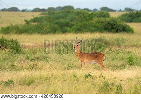 Uganda Kob (kobus Thomasi), National Parks Of Uganda