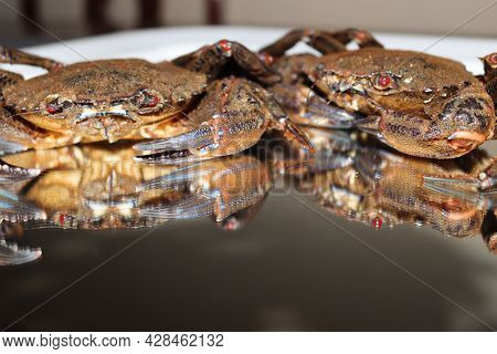 Delicious Seafood Pubescent Crab Tongs Crustacean Tweezers