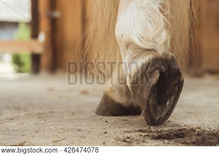 Close-up View Of Horse Hoof Just Being Cleaned. The Dust From The Hoof Can Be Seen On The Ground. Pa