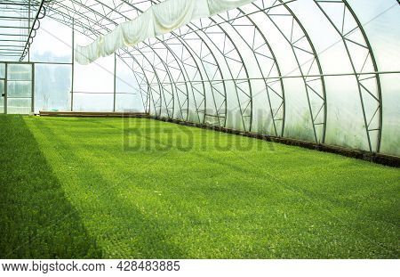 Green Seedlings Of Coniferous Trees. A Greenhouse For Growing Plants And Trees.