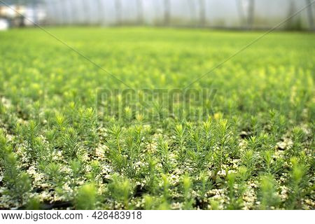 Green Seedlings Of Coniferous Trees. A Greenhouse For Growing Plants And Trees.