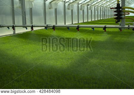 A Greenhouse For Growing Plants And Trees. Irrigation Technology In The Greenhouse.