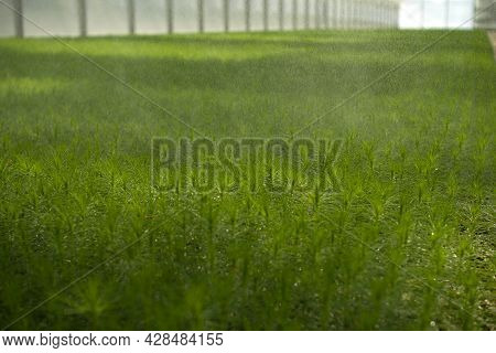 Green Seedlings Of Coniferous Trees. A Greenhouse For Growing Plants And Trees.