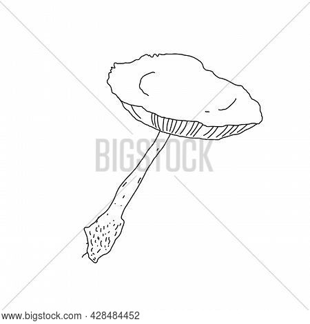 Illustration Of A Mushroom In The Style Of Linart