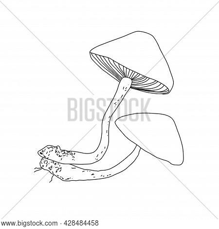 Illustration Of A Mushroom In The Style Of Linart