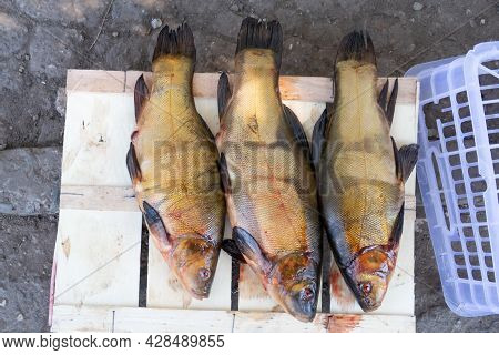 Fresh Tench Fish For Sale At The Local Market, Samara, August, 2021