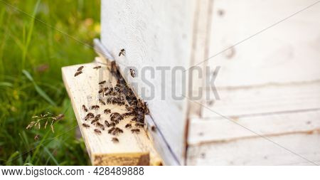 Bees Collect Pollen From The Flowers And Carry It To The Hive. The Concept Of Breeding Bees For Hone