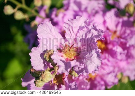 Pink Crepe Myrtle - Latin Name - Lagerstroemia Indica