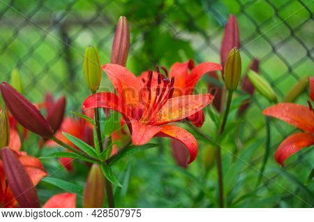 Beautiful Background Of Fresh Orange Blooming Lilies With Green Leaves In The Garden