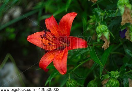 Beautiful Background Of Fresh Orange Blooming Lilies With Green Leaves In The Garden