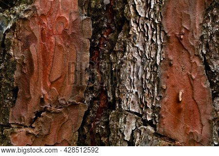 Thick And Scaly Bark Of Pine Tree As Texture