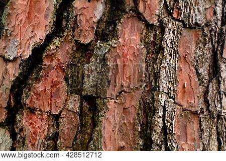 Thick And Scaly Bark Of Pine Tree As Texture