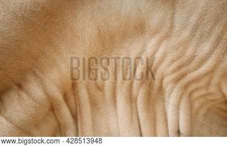 Close Up Brown Fur And Wrinkle Pattern Of American Brahman Cow's Skin (dewlap)