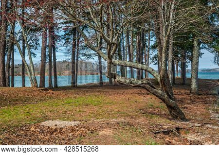 Looking Out Towards The End Of The Shoreline Of The Peninsula On Lake Lanier In Georgia Full Of Tree