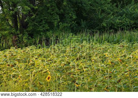 A Sunflower Field Is Planted To Feed Wildlife At Desplaines River State Fish And Wildlife Area, Will