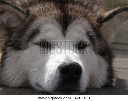 dog