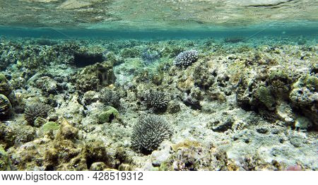 The Wonderful Coral Reef