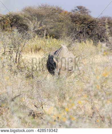A Picture Of Black Rhino In The Wild, Namibia