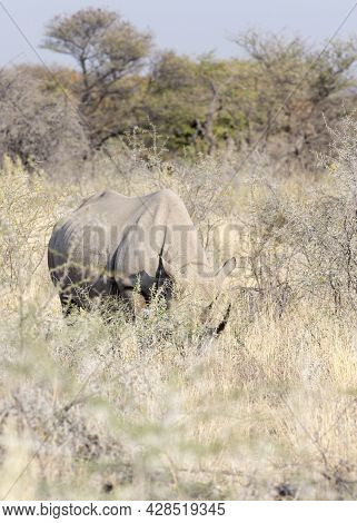 A Picture Of Black Rhino In The Wild, Namibia