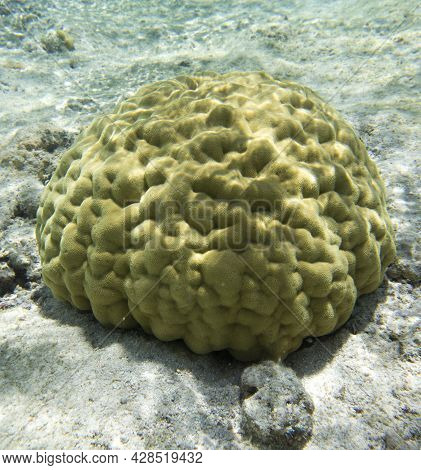 View Of Hard Coral In New Caledonia