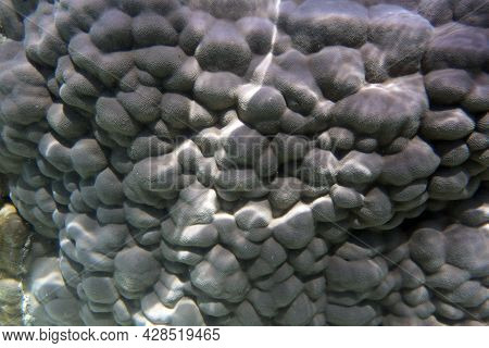 View Of Hard Coral In New Caledonia