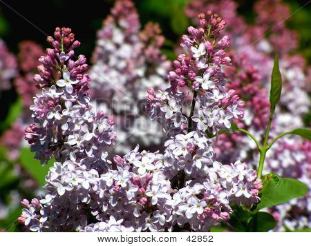 Bahar Lilacs