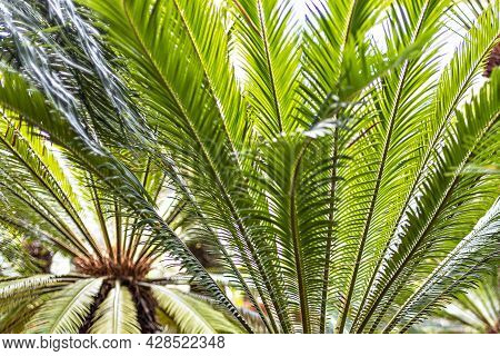 Tropical Palm Rtrees In Pots In The Garden.