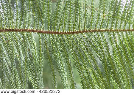 Natural Background Of Green Acacia Tree Leaf.