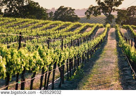 Endless Rows Of Lush Green Grape Vines