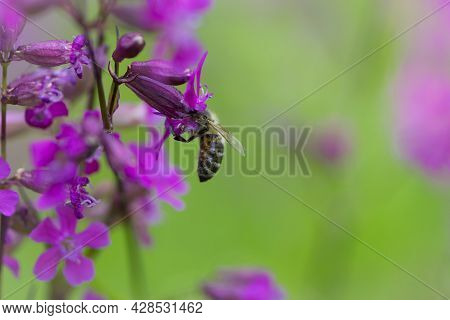 Bee On A Flower. European Bee Collects Nectar On A Pink Meadow Flower Viscaria Vulgaris. Honey Bee, 