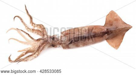 Raw Fresh Squid Isolated On White Background. Fresh Shellfish, Squid Isolated. Top View.