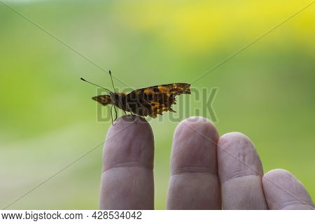 Polygonia C-album On The Arm. Orange Butterfly Polygonia Sits On A Palm. The Insect Sits On The Fing