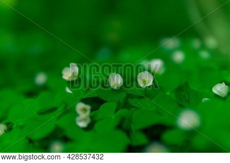 Tiny White Flower Of Wood Sorrel In The Forest Undergrowth On A Gentle Blurred Background