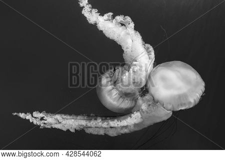 Jellyfish (chrysaora Fuscescens Or Pacific Sea Nettle) In Ocean Water In Black And White