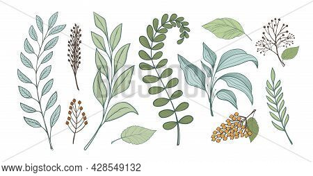 Bunch Of Leaves For Design, Linear Handmade Drawing. Branches Of Forest Plants, Fern Grass. Full Col