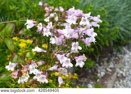 Thymus Komarovii Growing In Russian Far East, Primorsky Kray