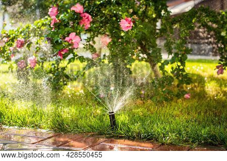 Automatic Sprinklers For Watering Grass. The Lawn Is Watered In Summer. Convenient For Home. Alcea R