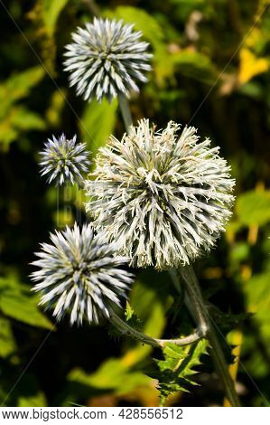 A plant called White-headed Whitethorn. The Latin name is Echinops sphaerocephalus. The seeds of thi
