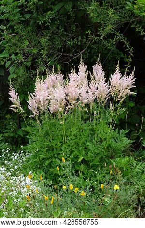 Pink Astilba Inflorescences In The Garden Among The Foliage