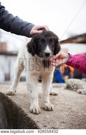 Bulgarian Shepherd Karakachan Dog Portrait Close Up