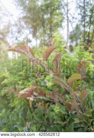 Red Leaves On A Tree. Green Bushes In The Summer Park. Natural Background Of Plants. Autumn Has Come