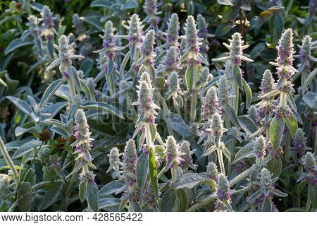 Bush Of The Flowering Stachys Byzantina, Also Known As Lamb's-ears With Leaves Covered With Silver-w