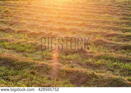 Windrows Of Slightly Sluggish Mown Hay On A Field In Backlit Sunlight At Sunset, Selective Focus