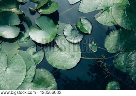 Water Lily Leaves In The Lake Close Up. Top View
