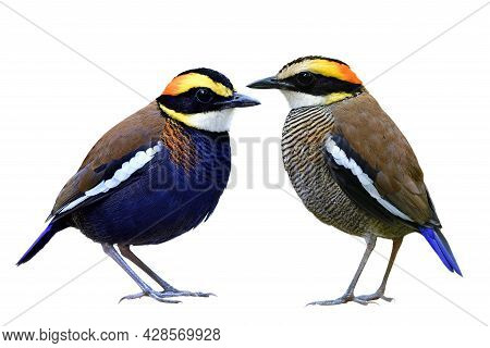 Elegant Of Beautiful Pair Malayan Banded Pitta Both Male And Female In Breeding Season With Perfect 