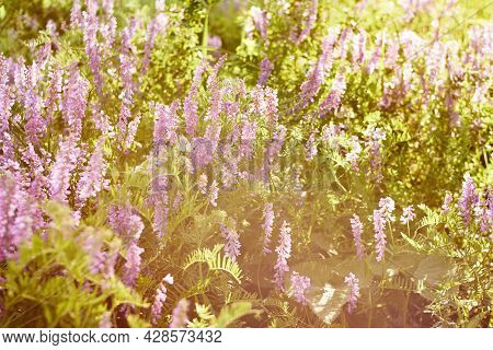 Purple Flowers In The Sunset Sunlight. Lush Bloom Of Wild Flowers. Fabulous Natural Background.