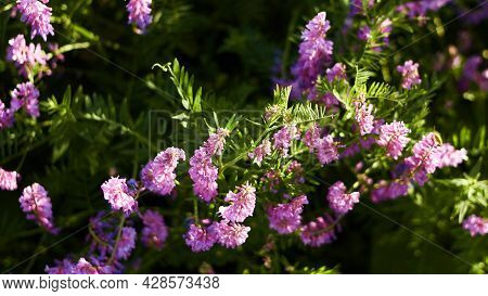Floral Natural Panoramic Banner. Abstract Blurred Floral Background. Wild Flowers Of Purple In Emera