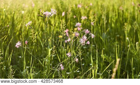 Floral Natural Panoramic Banner. Gently Pink Flowers Of Wild Carnation Against The Backdrop Of A Gre
