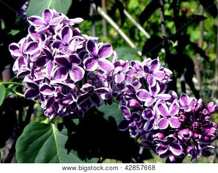 Liliowy
