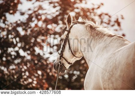 Rear View Of A Gray Unsaddled Dappled Horse With A Light Short Mane Standing Against The Background 